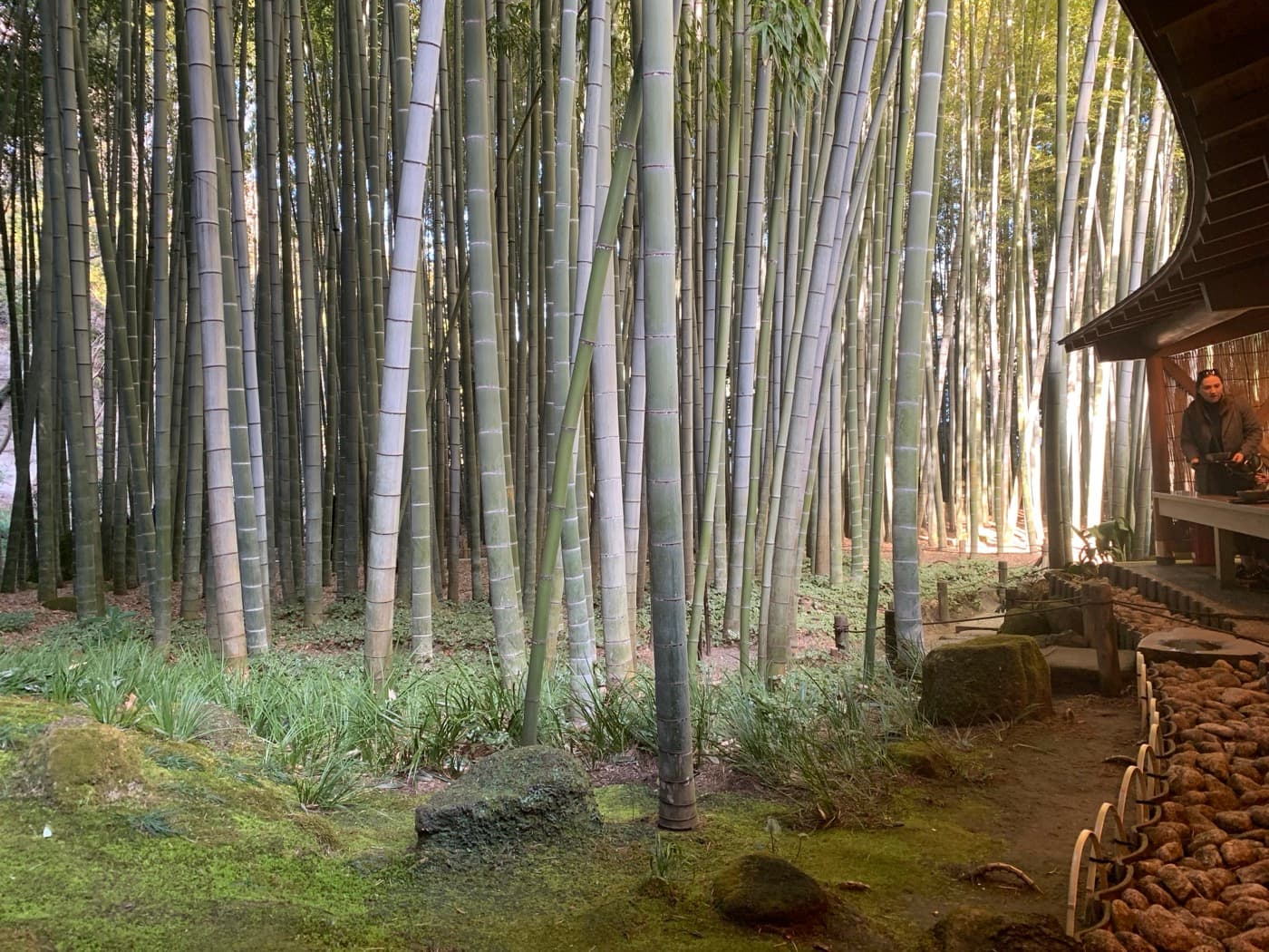 Houkokuji Temple in Kamakura, Japan